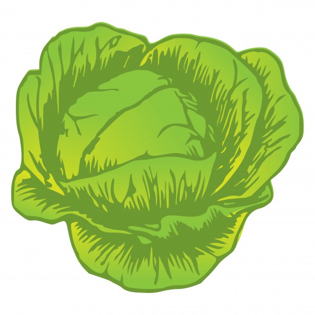 Cabbage Drawing Free Stock Photo - Public Domain Pictures