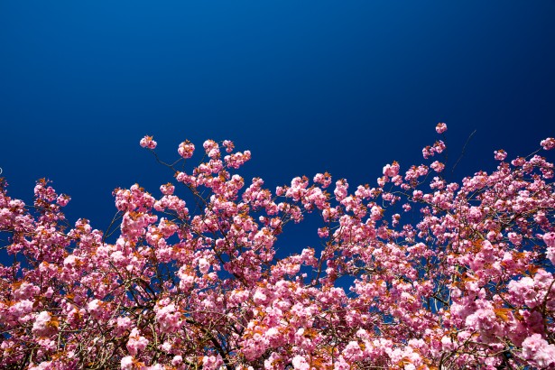 Cherry Blossom And Blue Sky Free Stock Photo - Public Domain Pictures