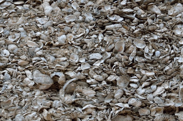 Coquina Shells Free Stock Photo - Public Domain Pictures