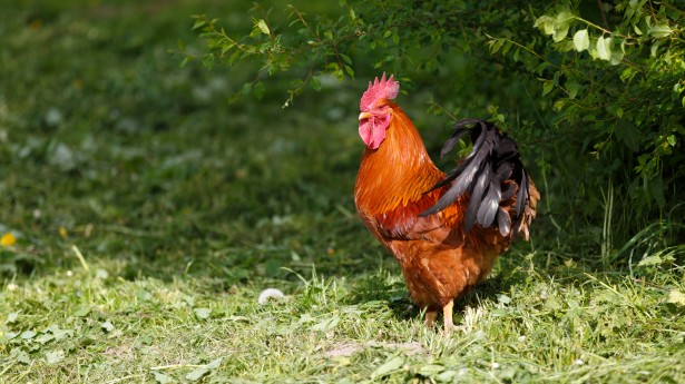 Rooster Free Stock Photo - Public Domain Pictures