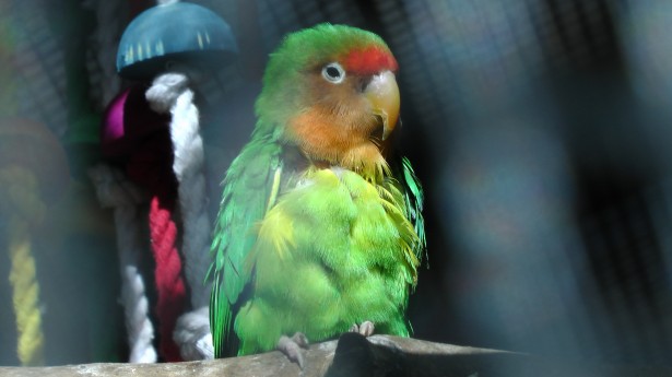 Why Lovebirds Stay at the Bottom of the Cage