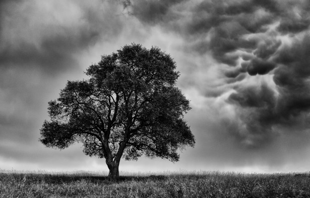 Tree Before Storm Free Stock Photo - Public Domain Pictures