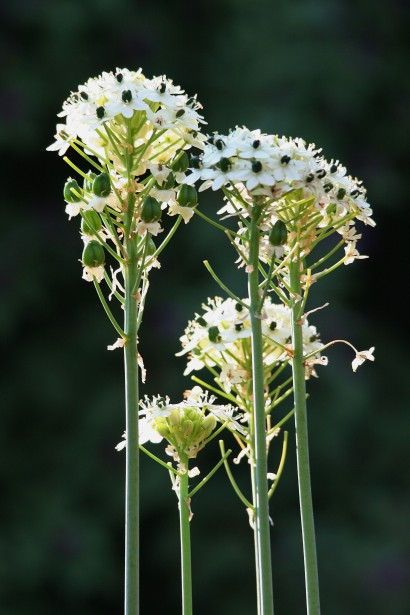 Fleurs blanches sur de longues tiges Photo stock libre - Public Domain  Pictures