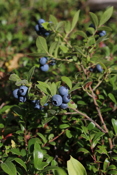 Wild Blueberry Bush Free Stock Photo - Public Domain Pictures