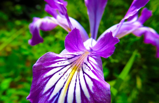 Flor de iris salvaje Stock de Foto gratis - Public Domain Pictures