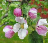 Flores da árvore de Apple