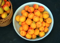 La récolte d'abricot