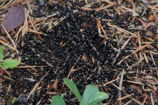 Black Ant Hill Pine Needles