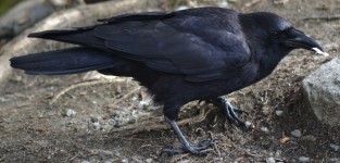 Black crow 2