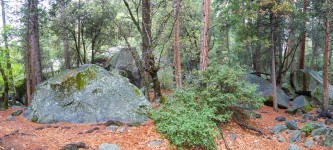 Boulders In California Forest