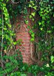 Brick pillar and ivy