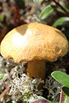 Brown Wild Mushroom