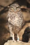 Burrowing  Owl