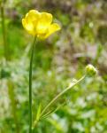 Buttercup Blume