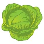 Cabbage Drawing