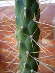 Cactus Thorns Close