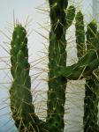 Cactus with thorns