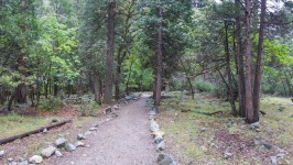 California Forest Trail