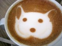 Katt ansikte cappuccino