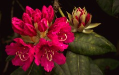Fotografia rododendro Cerise