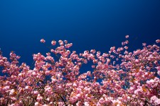 Ciliegio in fiore e il cielo blu