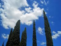 Molnig himmel med cypress
