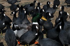 Coots and a Duck