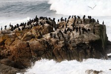 Cormorants On A Rock