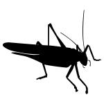 Le cricket silhouette