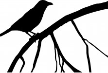 Crow Branch