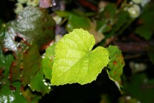 Damp Vine Leaf