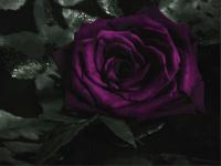 Escuro-Violeta Rose