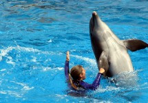 Dolphin at Aquarium