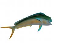 Дельфин Рыба