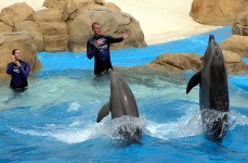 Delfiner på Aquarium