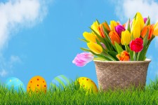Velikonoční vajíčka a tulipány s modrou 