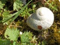 空蜗牛壳