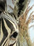 Eye of mounted zebra head