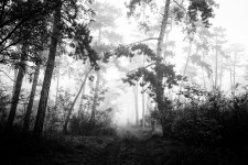Pădure ceață