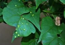 Gall Spots On Coral Tree