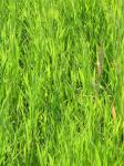 Zelená tráva