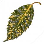 зеленый лист