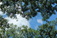 Зеленые листья и голубое небо