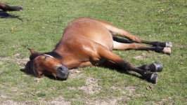 Häst Sova