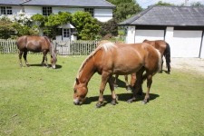 Hästar på Village Green