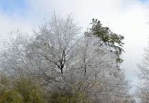 Ice Covered Trees