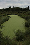 Jezioro Staw Scum Zielona Algi