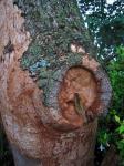 Large lesion on tree trunk