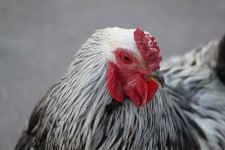 Luce Brahma Rooster