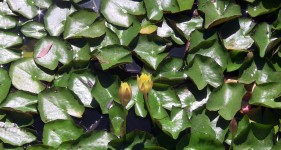 Lily Pad Background